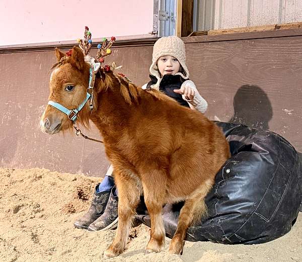 weanling-miniature-pony