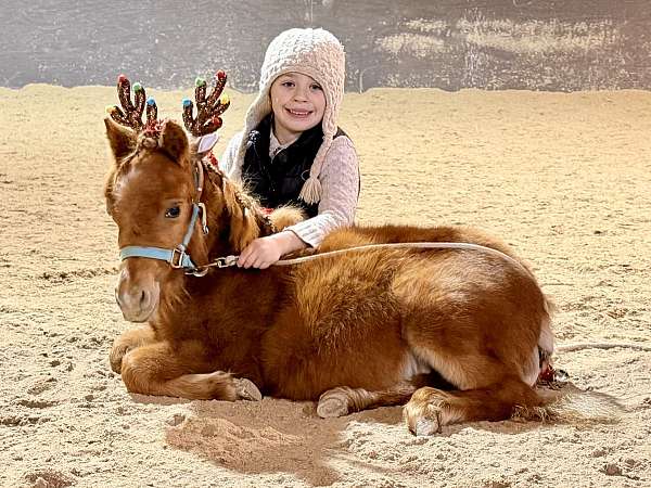 yearling-mini-miniature-pony