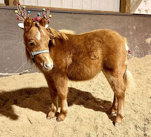 halter-broke-miniature-pony