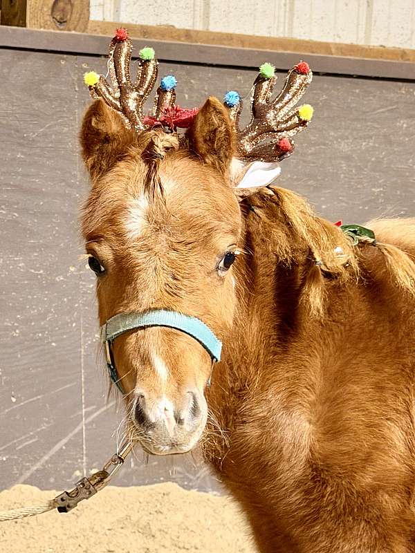 yearling-mini-pony
