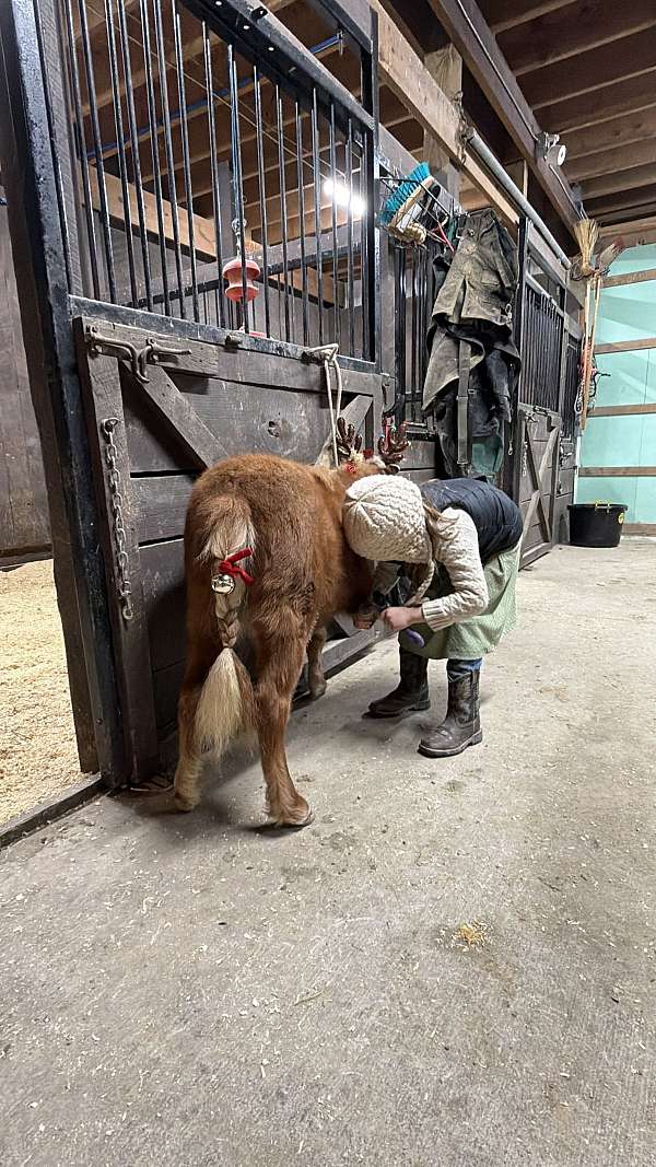 yearling-mini-gelding