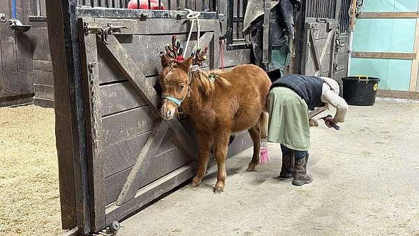 young-miniature-pony-gelding