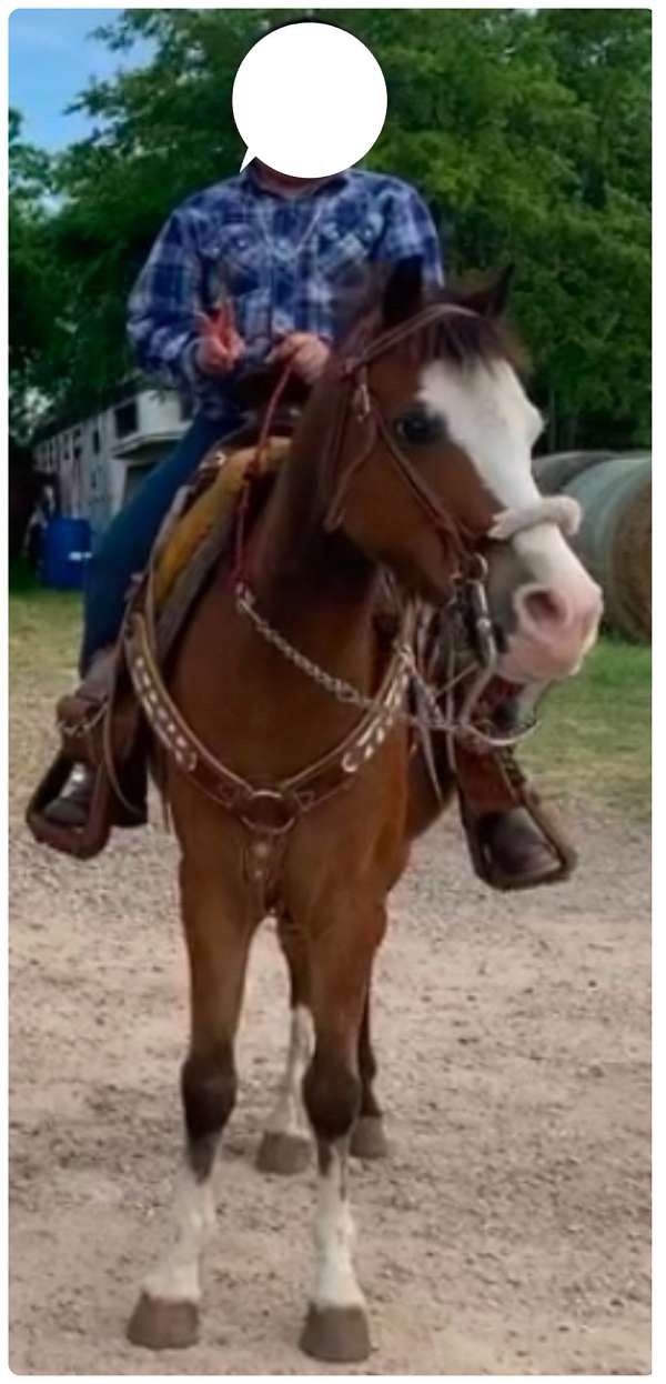 athletic-welsh-pony