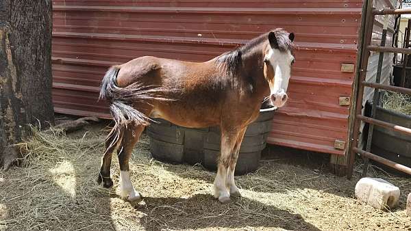 barrel-racing-welsh-pony