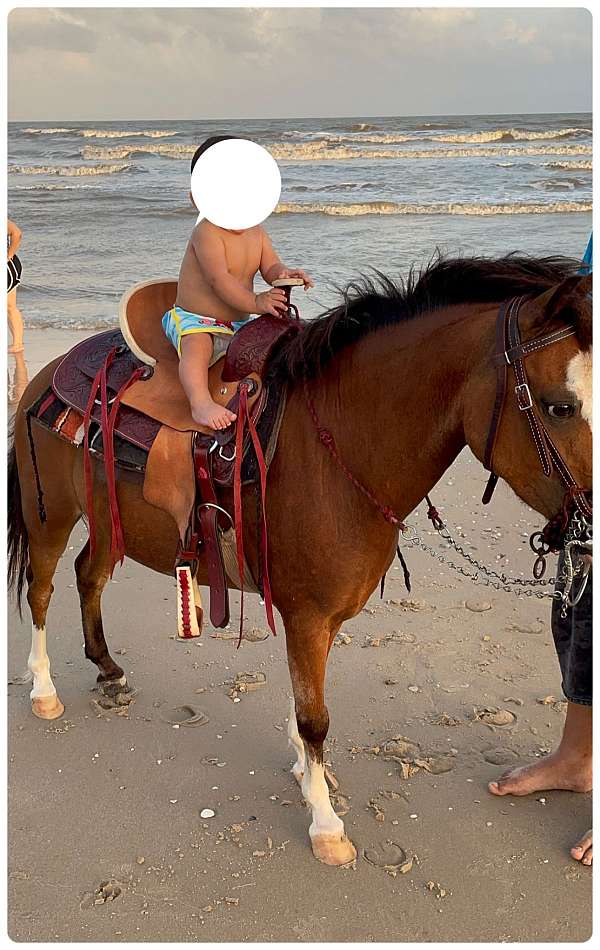barrel-welsh-pony