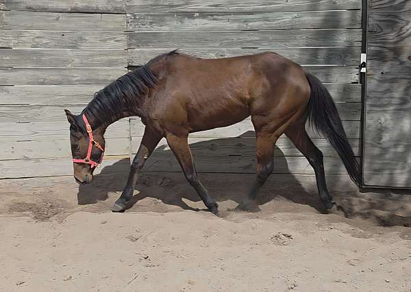 bay-blaze-horse
