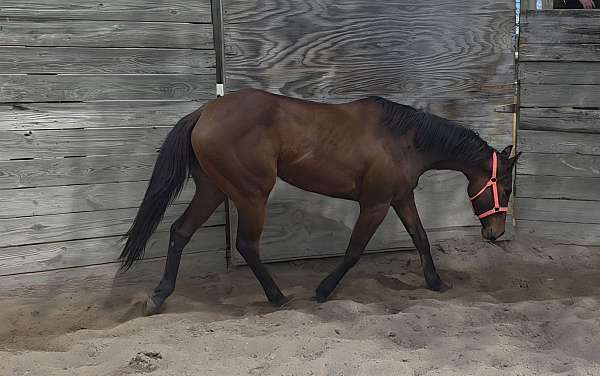 bay-thoroughbred-horse