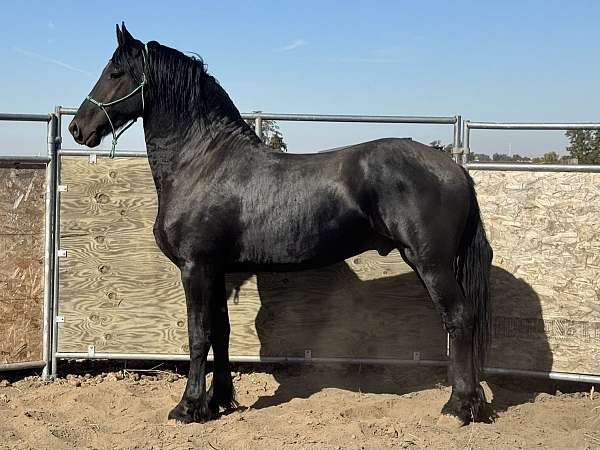 kfps-pre-foal
