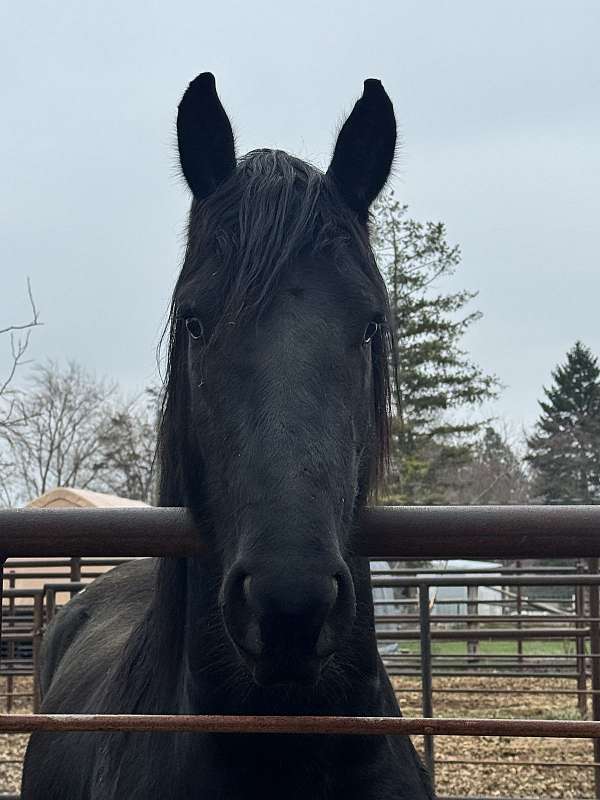 kfps-pre-stallion