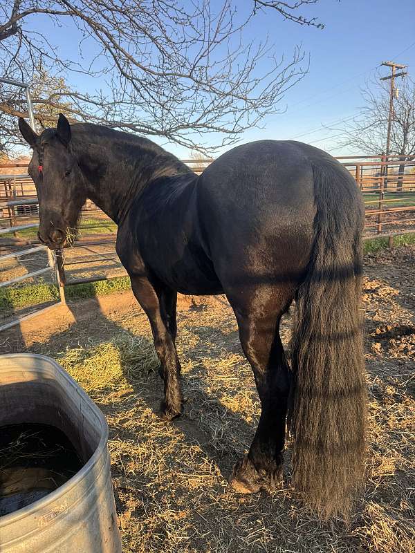 kfps-pre-gelding