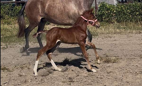 endurance-lusitano-horse