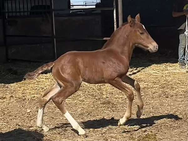 iberian-lusitano-colt-horse