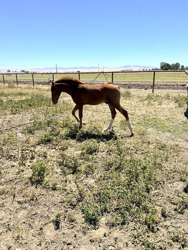 wo-lusitano-horse