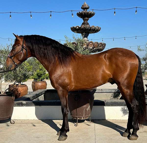 horse-transportation