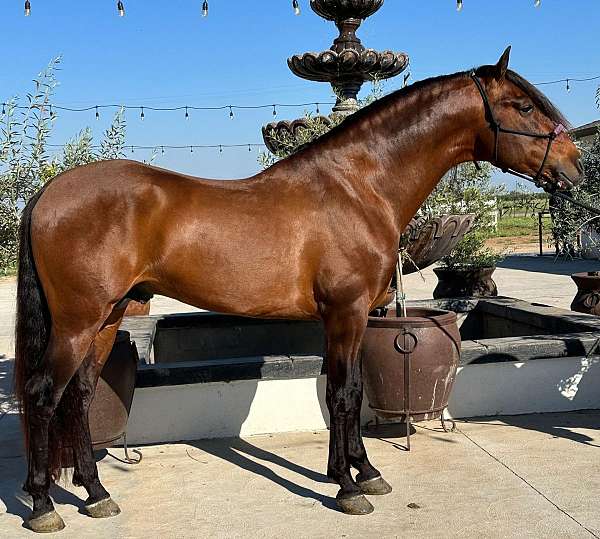 florida-stallion
