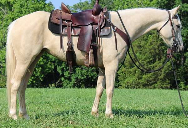 appendix-horse-for-sale