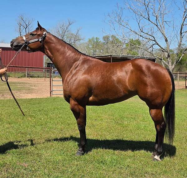 star-back-right-pastern-white-horse