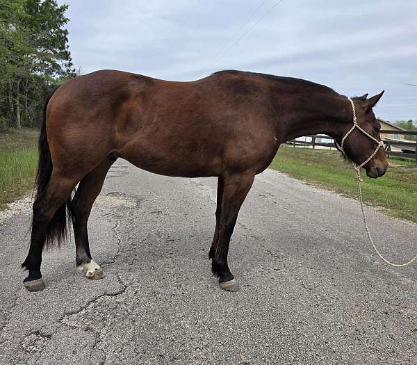bay-back-left-pastern-sock-horse