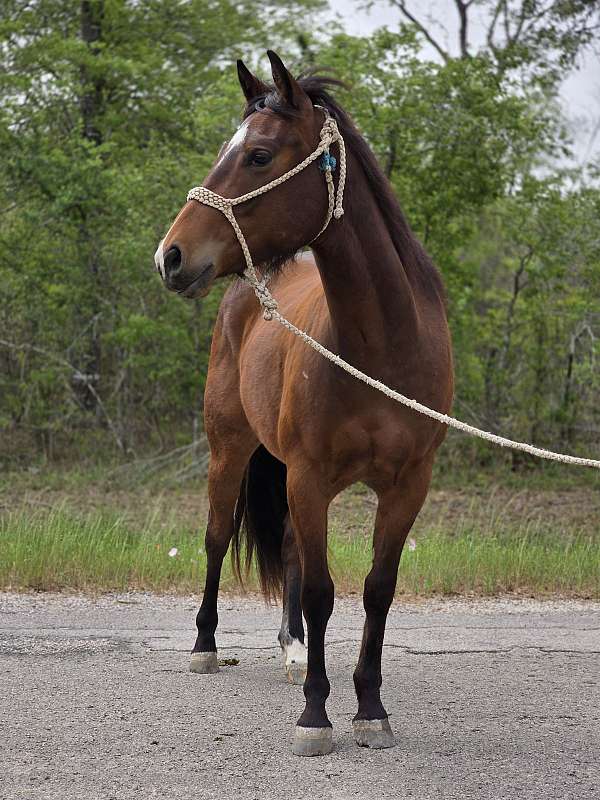 back-left-pastern-sock