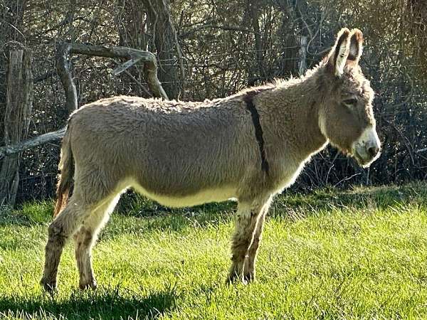 cross-horse