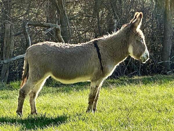 built-donkey