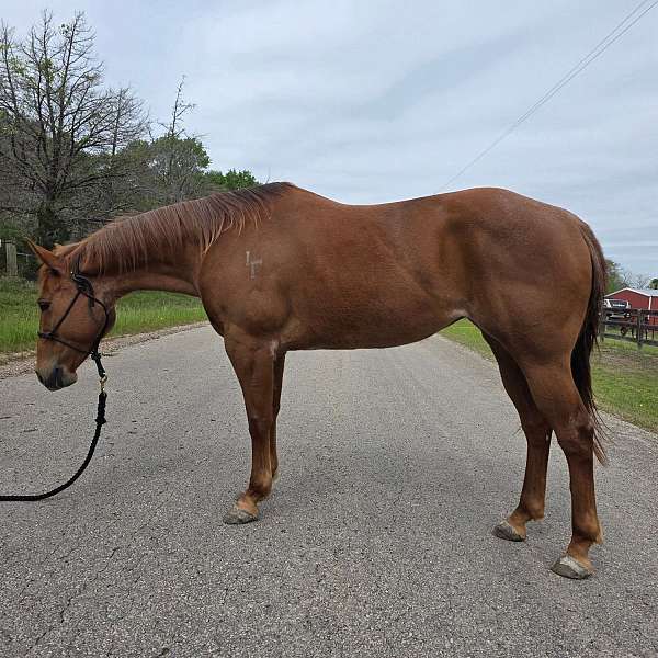 red-roan-sta-horse