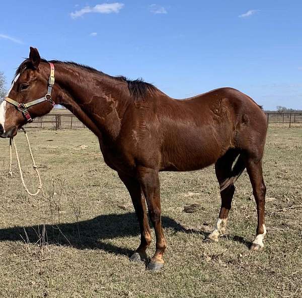 chestnut-athletic-horse