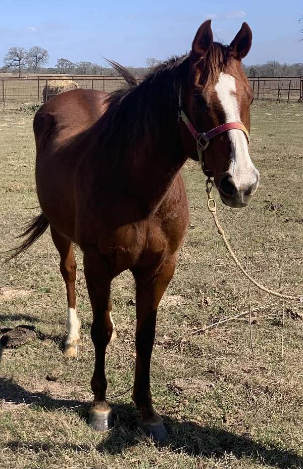 chestnut-breeding-horse