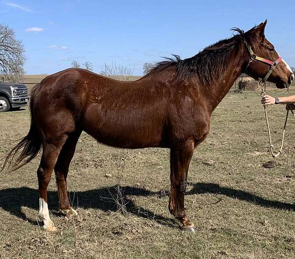 chestnut-companion-horse