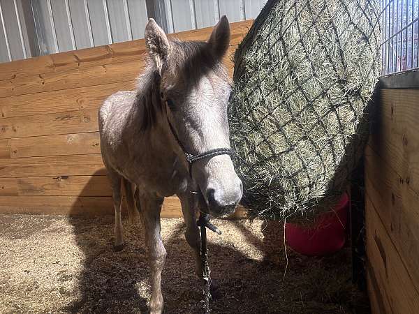 gypsy-project-vanner-horse