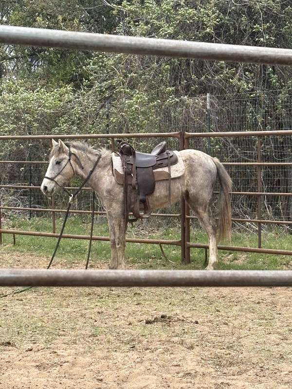 cheap-filly-gypsy-vanner-horse