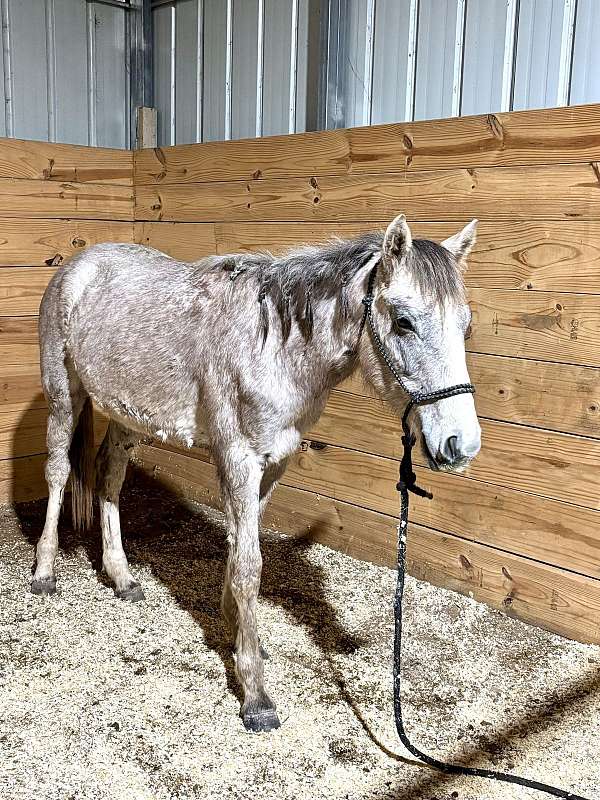 project-filly-gypsy-vanner-horse