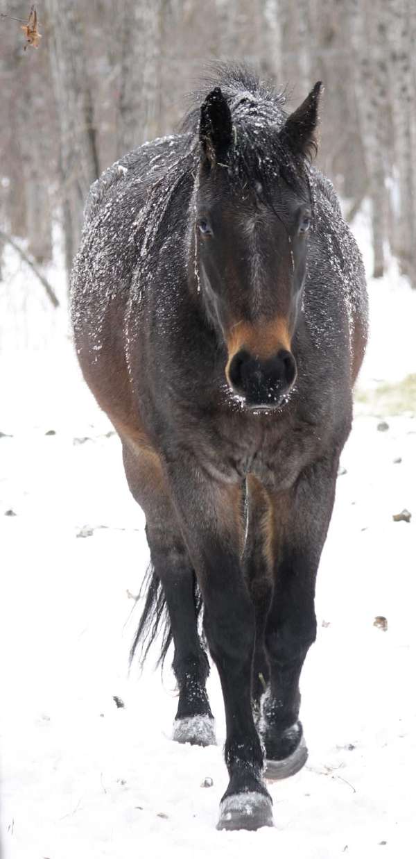 quarter-horse-for-sale