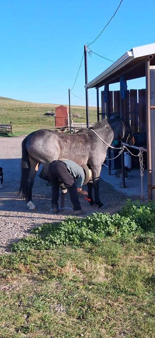 quarter-horse-mare