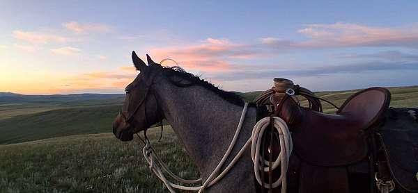 roan-gelding-mare