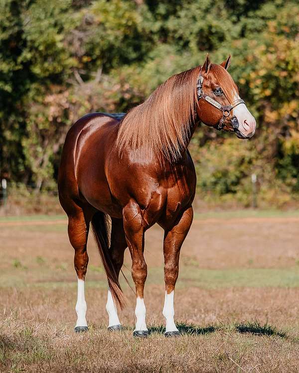 western-dress-colt