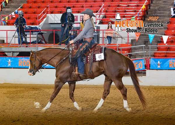 western-dress-horse