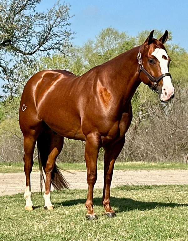 all-around-quarter-horse