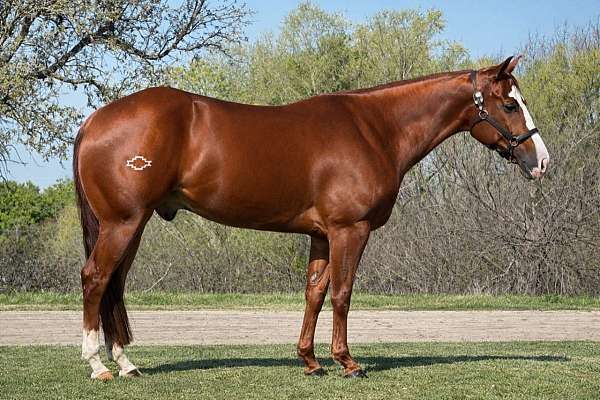 all-quarter-horse