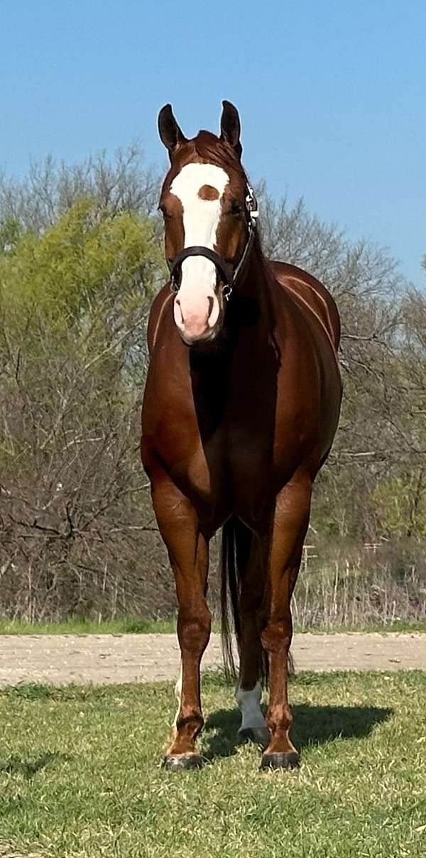 a-show-quarter-horse