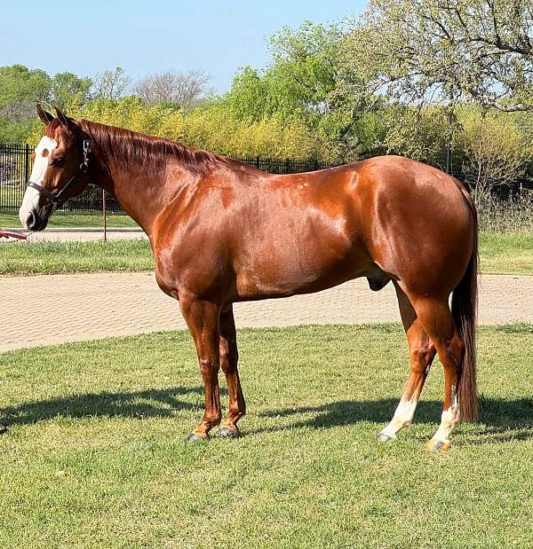 aqha-quarter-horse