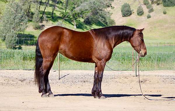 all-around-friesian-horse