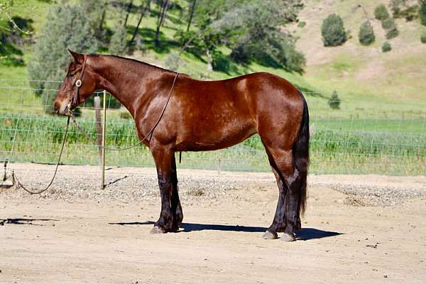 athletic-friesian-horse