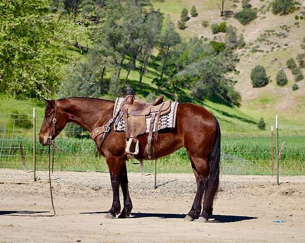 beginner-friesian-horse
