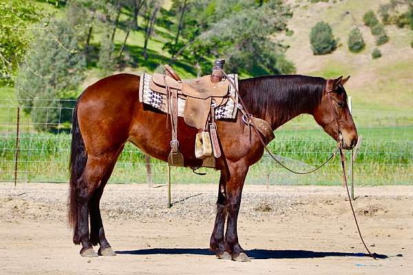 endurance-friesian-horse