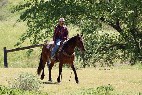 experienced-friesian-horse