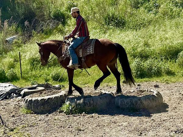 flashy-friesian-horse