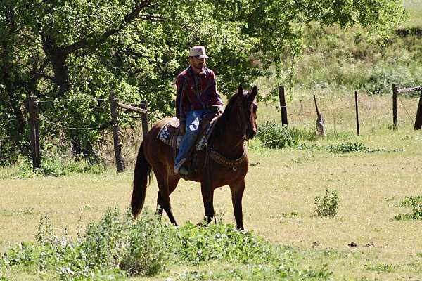 kid-safe-friesian-horse