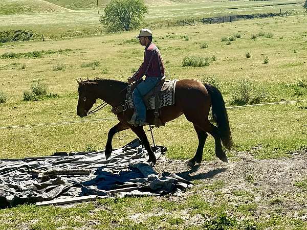 ranch-friesian-horse