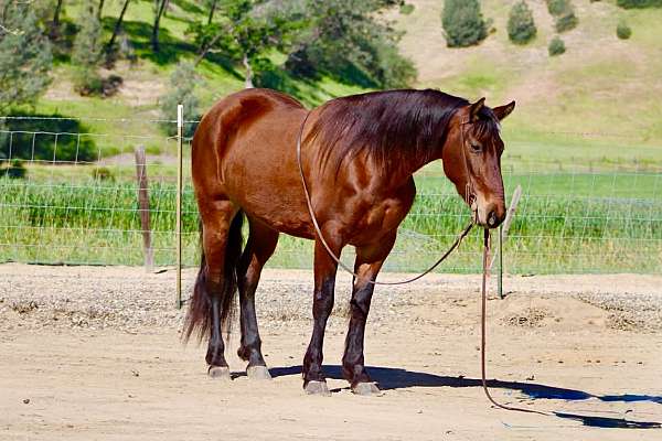 ranch-versatility-friesian-horse